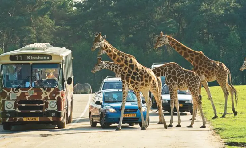 Safaripark Beekse Bergen