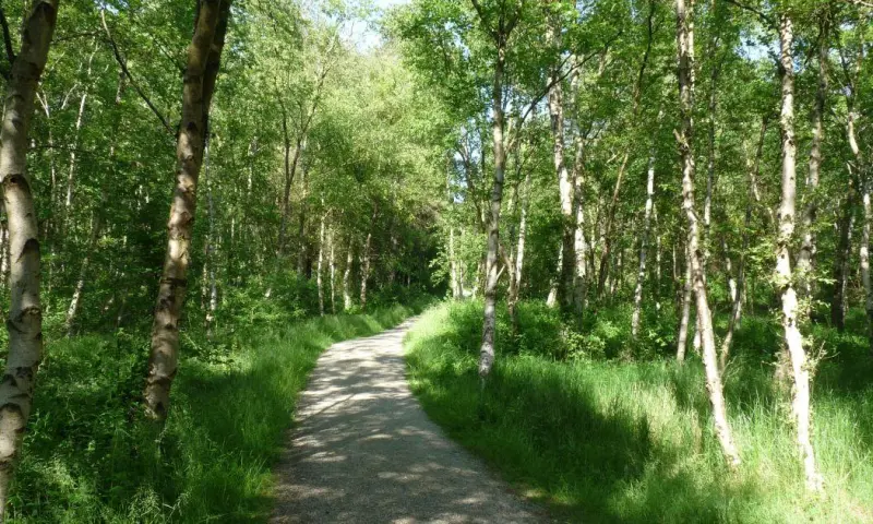Duin-en-boswandeling Schiermonnikoog
