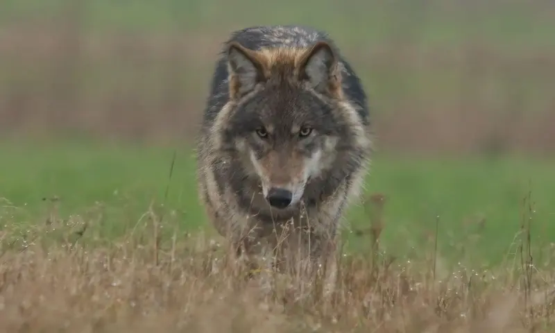 OERRR (8 t/m 12 jaar) Wolven op de Veluwe