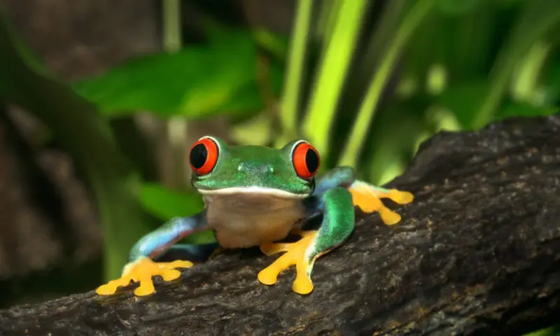 Kikker op een boomstam
