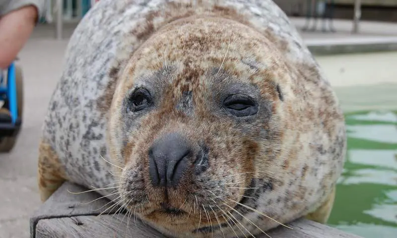 Zeehond op een steen