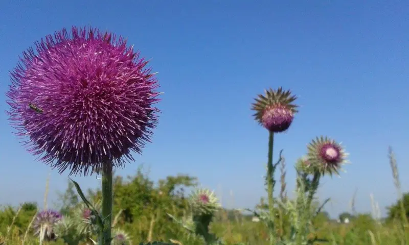 Bloemen