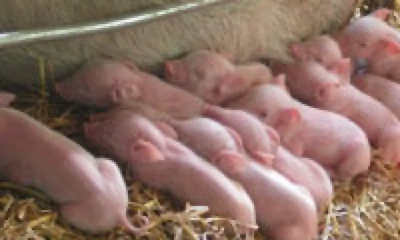 Biggetjes in Boxtel