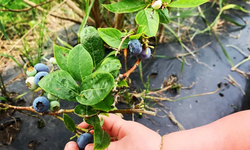 blauwe bessen plukken