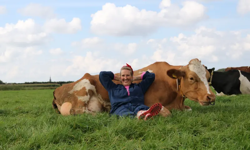 koeien werken rustgevend