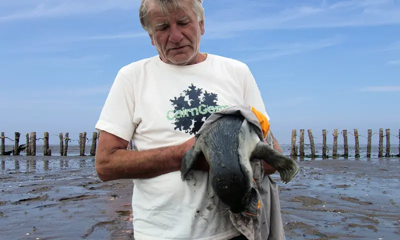 Man aan het wadlopen