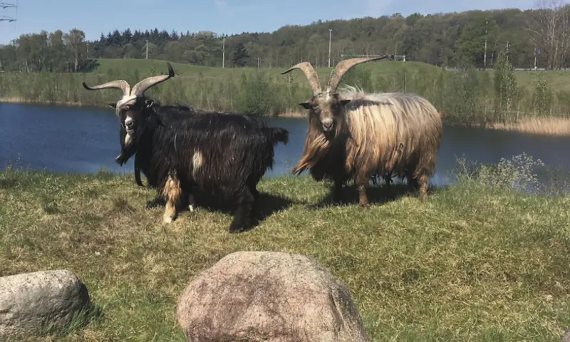 Bokken op het eiland