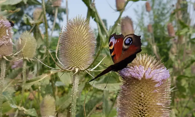 De vlinder