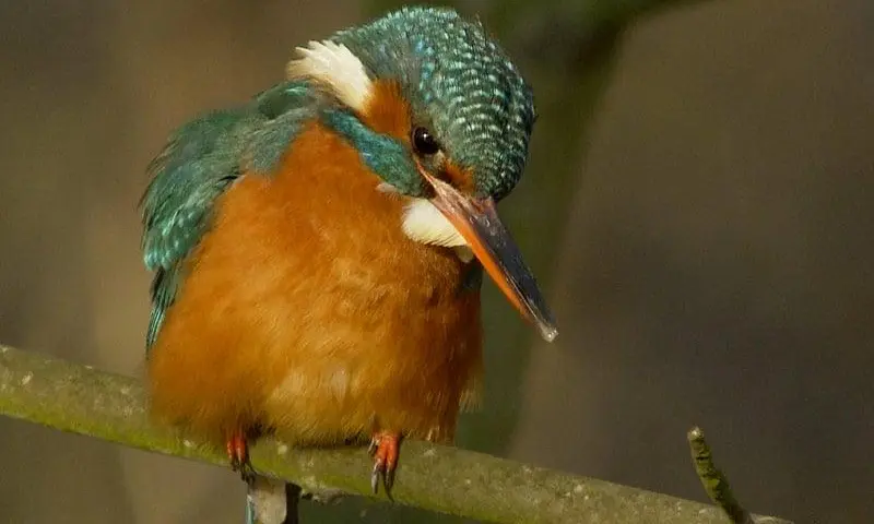 Vogelexcursie Soeterd Natuurfilmfestival-De Marel, Texel