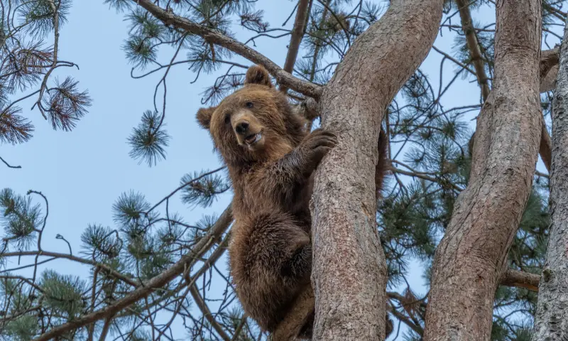 Beren, wolven, lynxen... ontdek de bijzondere Europese fauna!