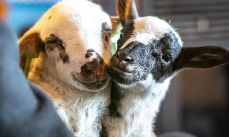 Lammetjesdag Grote Veld