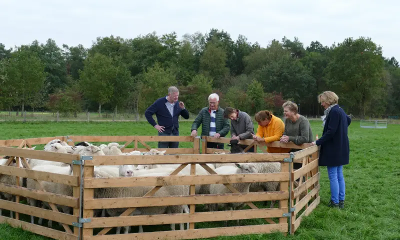 Schapendrijven Workshop