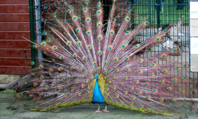 Pauw in de boerderij