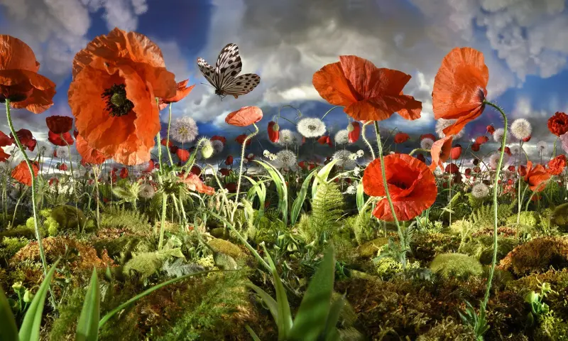 Poppy Fields - Bethany de Forest