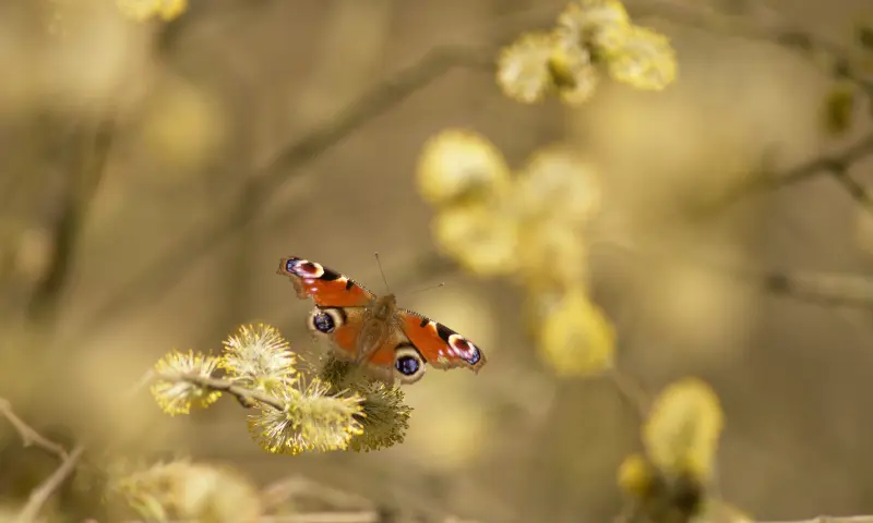 vlinder op de wilgenkatjes