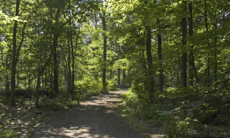 Bijzondere bomen die ons verrassen in de Oisterwijkse Bossen en Vennen