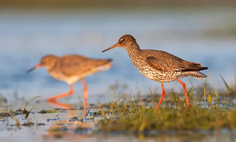 Zomerse steltlopers in natuurgebied Waalenburg-De Marel, Texel