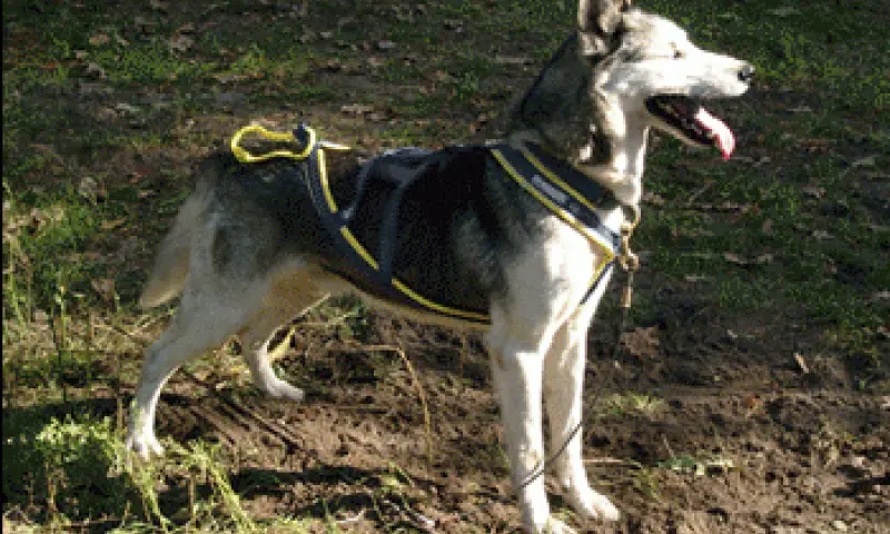 Husky Hond bij het uitje