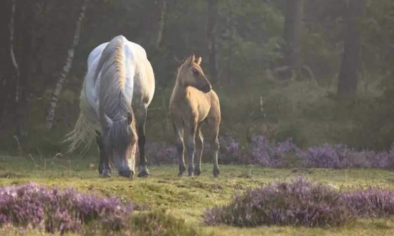 IJslandse paarden op Veluwezoom