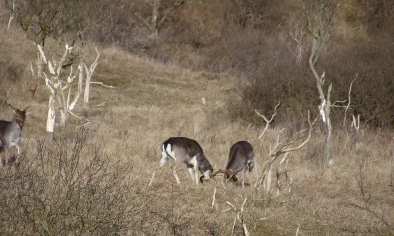 Herten spotten op herfstochtendwandeling