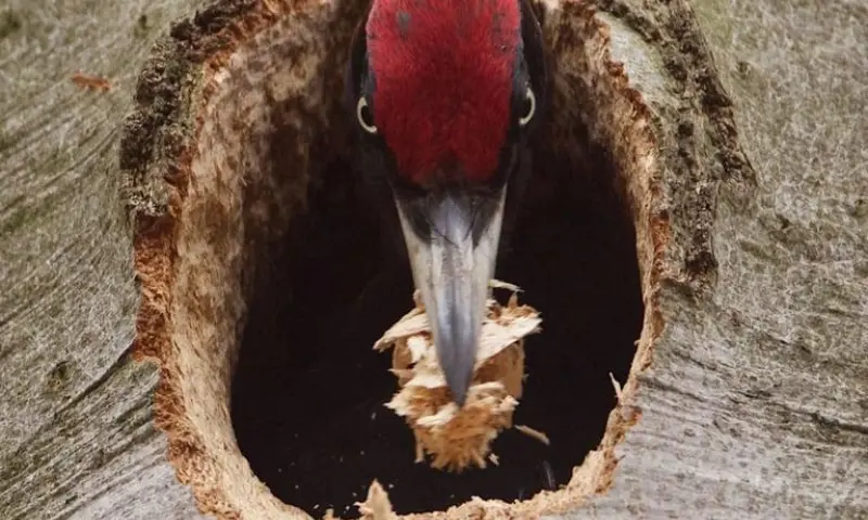 Vogelexcursie Oude Buisse Heide