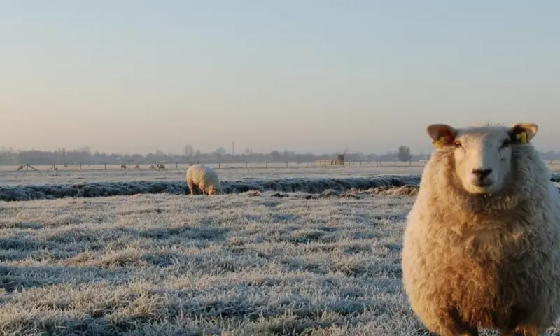 schapen in wei