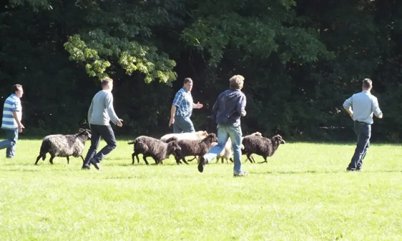 Teambuilding Schapendrijven Schapen