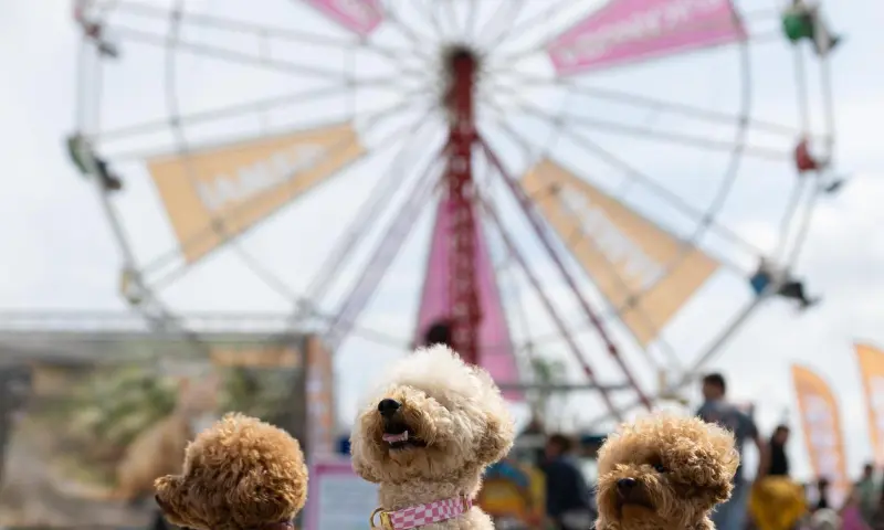 Honden bij Reuzenrad