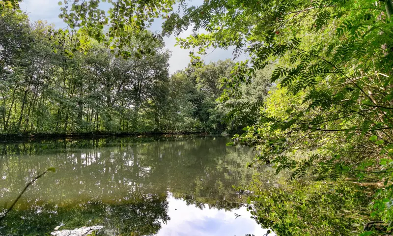 De wijerd
