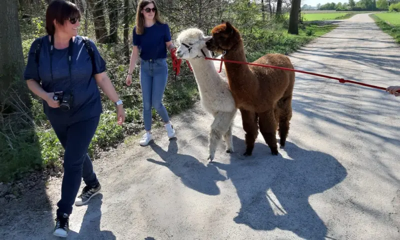 Wandelen met alpaca's