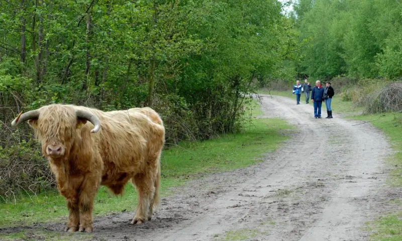 De kracht van Schotse hooglanders op Huis ter Heide (NB)