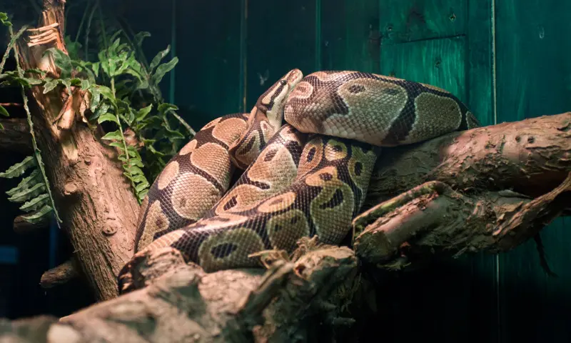 slang op een tak Meerzoo