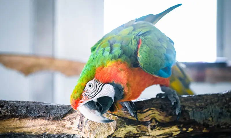 Harlekijnara in de Dierentuin