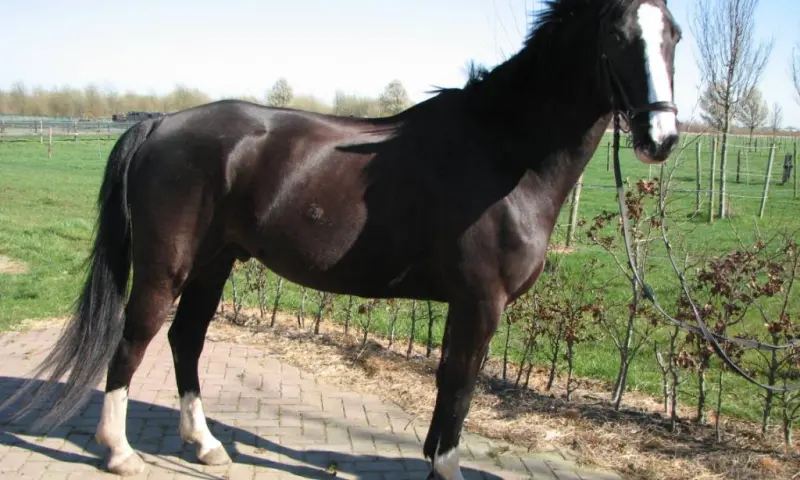paard rijden