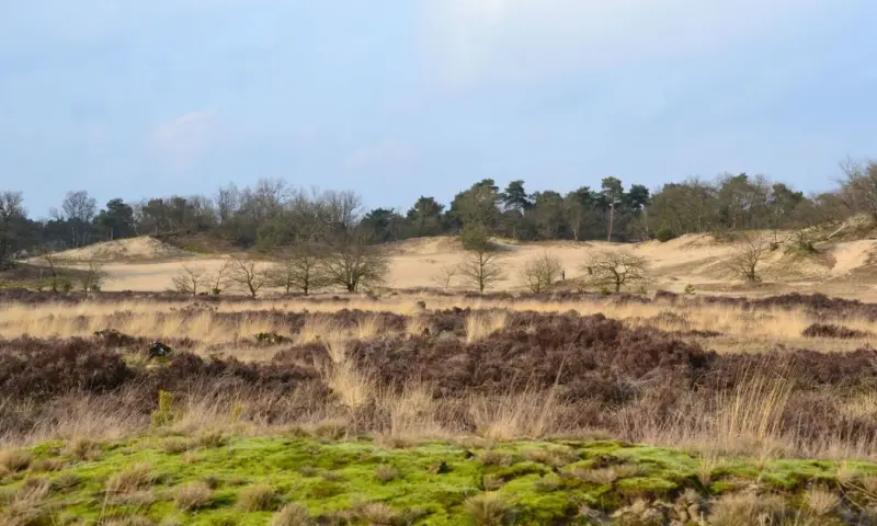 Wandeling over de heuveltoppen van de Loonse en Drunense Duinen