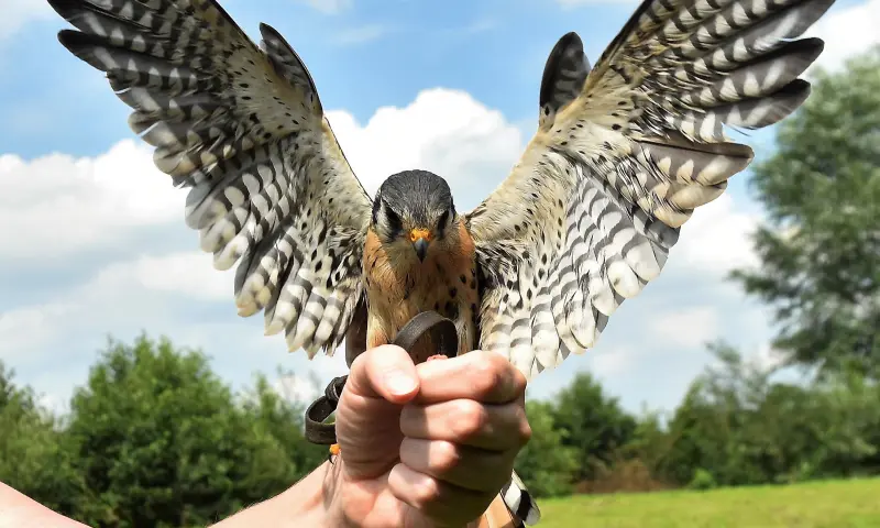Zelf vliegen met roofvogels!