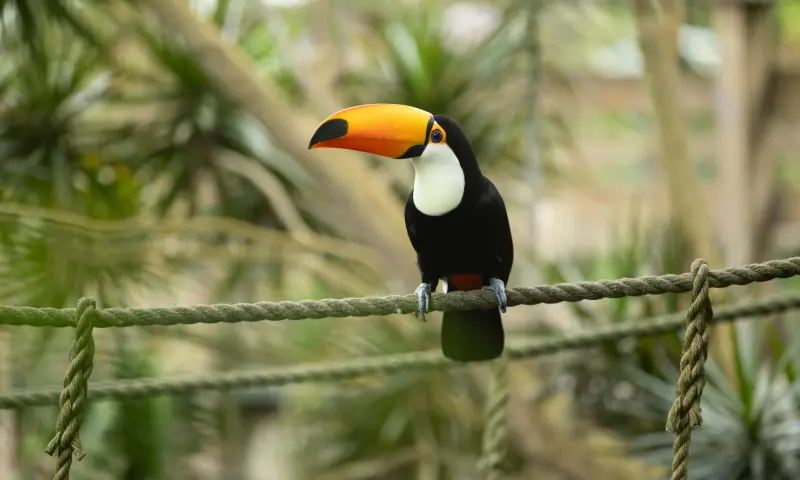 Toekan in Pantropica