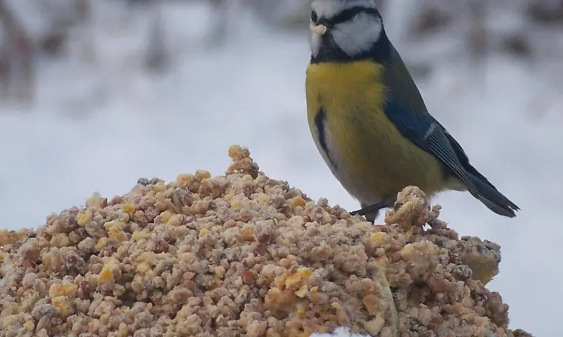 Tuinvogeltelling Dwingelderveld