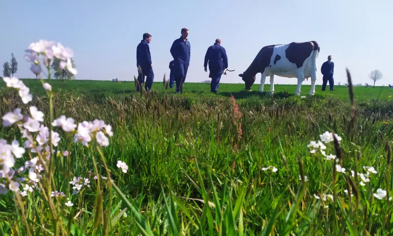 Voetgolf kunstkoeien