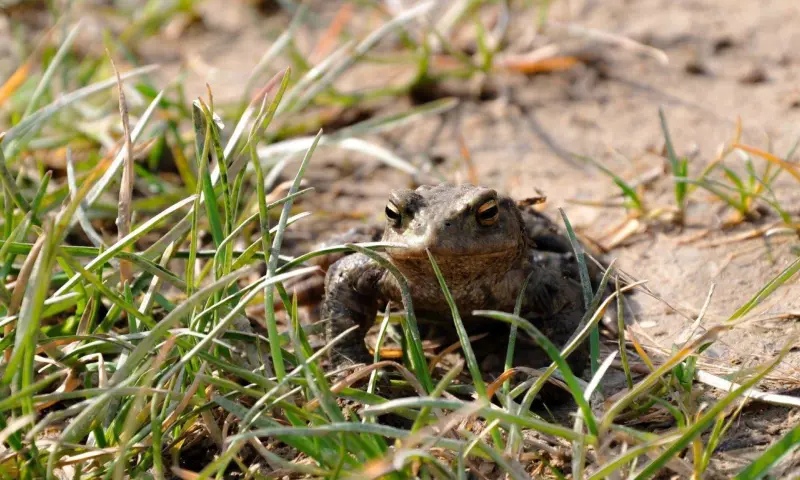 Op pad met de Paddenman