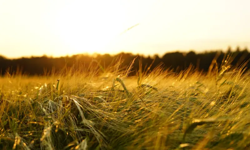 poster Keltisch Midzomerfeest