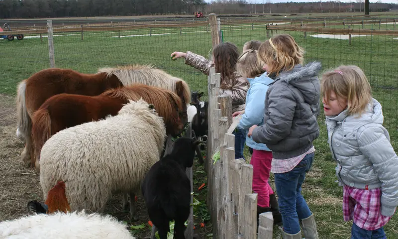 Ponys