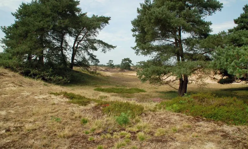 Wandelen