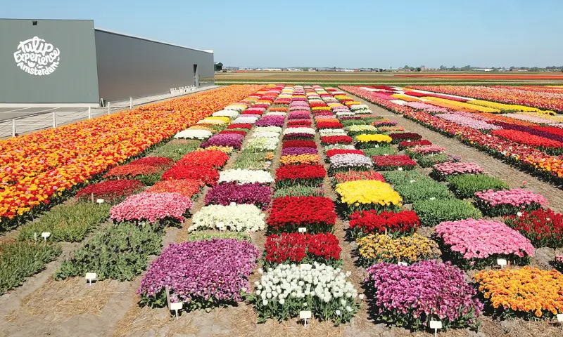 Tulip Experience Amsterdam