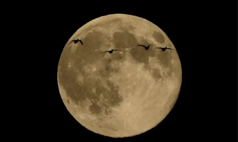 Volle maanwandeling Smeerling