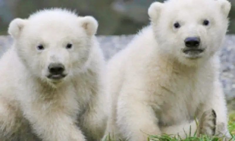 Ijsbeertjes in het park
