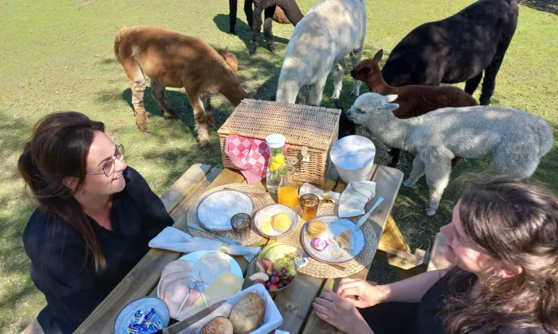 Lunchen tussen de alpaca's, dat wil jij toch ook?