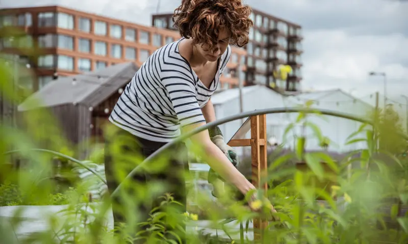Rondleiding door Rotterdam