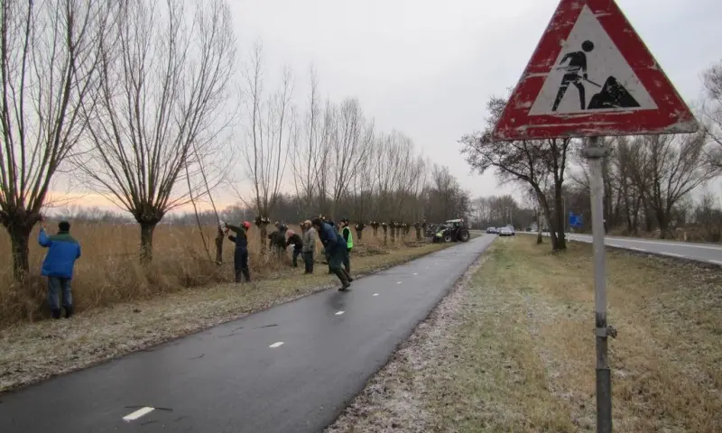 Kom een dag  helpen: wilgen knotten in De Wieden