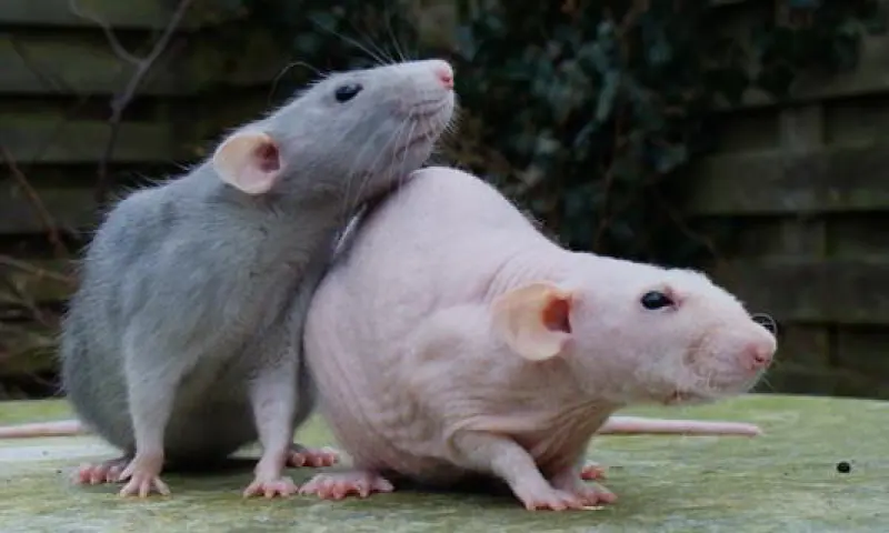 naakte molratten in de tuin